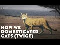The Domestication and History of Cats