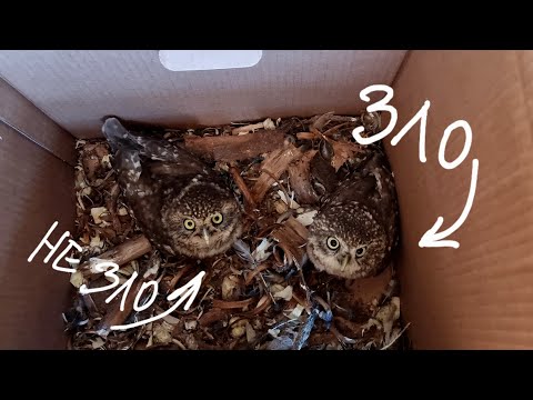 Сова Ёль за ночь приготовила мне букет. Сыч Лучик обижает сыча Кутушу