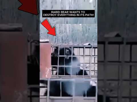 🦠The Most Deadly Virus In The World: The RABIES!🐾 #shorts #rabies #animals