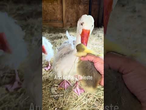 Since baby Glory🇺🇸 is gone now😢, I had to go find duckie a new friend. 🐥🪿🦆 #geese #farmlife