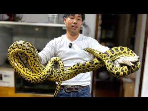 巨大なアナコンダの飼育を始めます