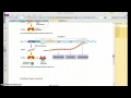 Gene Regulation and Operon Function