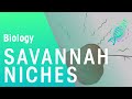 Ecosystem Niches and Interactions
