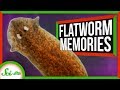 Planarians and CuriosityStream Insights