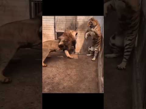 शेर और बाघ की लड़ाई में कोन जीतेगा?।Lion and tiger fight। Lion v/s Tiger।🐯🦁