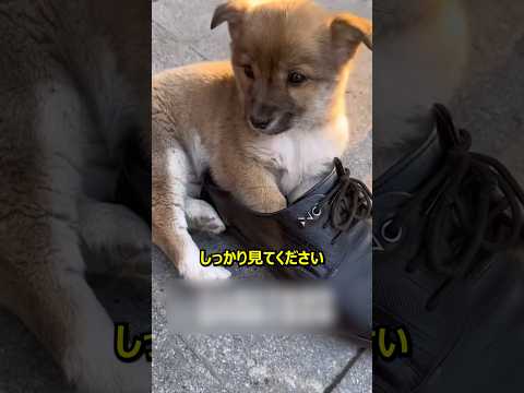 出勤した飼い主がとても恋しい、かわいい子犬