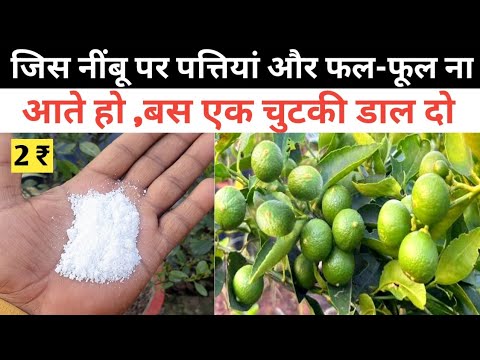₹2 - जिस नींबू पर फल फूल ना आता हो बस एक चुटकी डाल दें | Best Fertilizer Lemon Plant | Home Garden