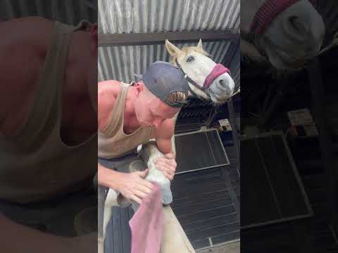 Secret sauce 🌶️🌶️ #explore #farrier #horsecare #equestrian #foryou #satisfying #instagood #fyp