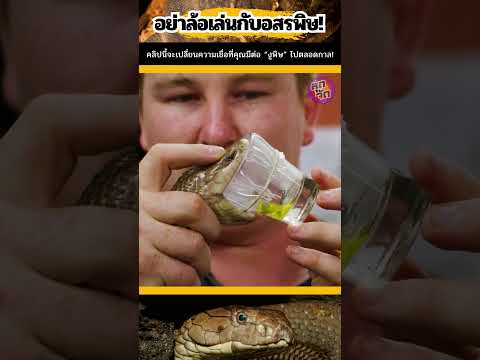 🐍💥 เผยความจริงสุดสะพรึง! งูรีดพิษแล้ว ปลอดภัยจริงเหรอ? 😱
