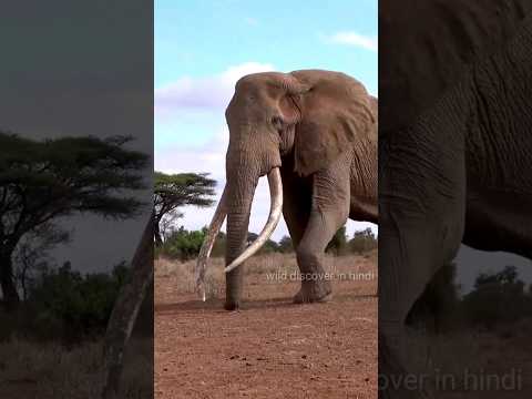 Elephant इतना गुस्सा क्यों करते हैं ??? #wildlife #elephant