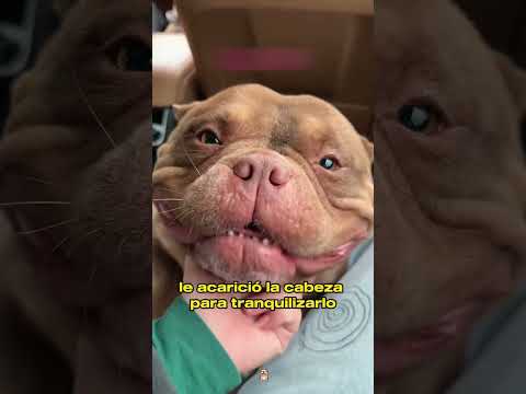 No One Wanted This Dog—Until One Boy Saw His Heart#animals #Friendship #Us