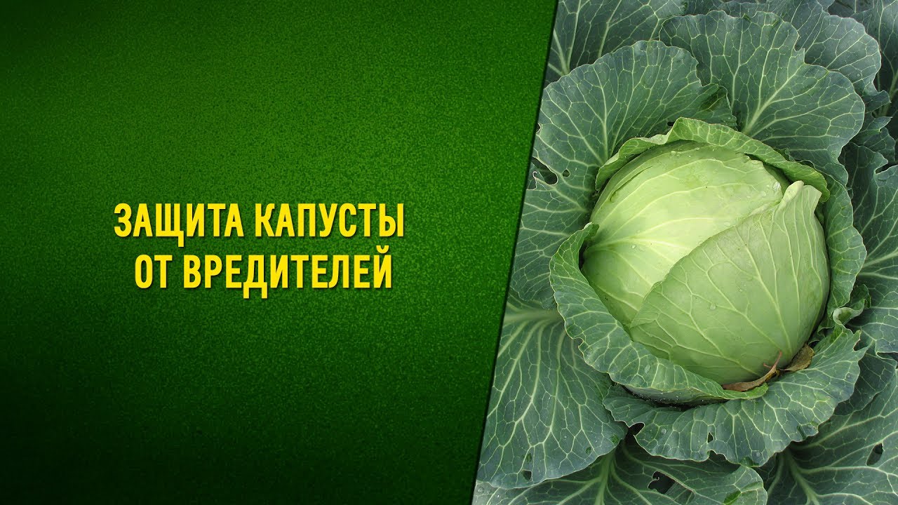 Чем опрыскать капусту от вредителей