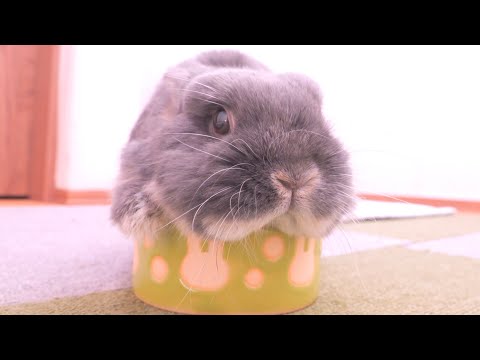ご飯が待てなくて「食器に入ればすぐ出てくる」と思ってそうなミミが可愛かった【No.1655】