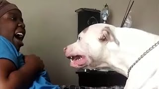 ALPHA PITBULL ATTACKS ITS OWNER