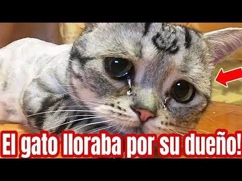 El gato lloraba por la muerte de su dueño. Pero el veterinario descubre algo al leer su collar!