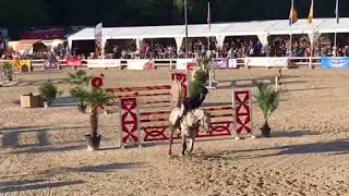 Chaiton F Z ( Clinton x Heartbreaker ) 5y old approved stallion