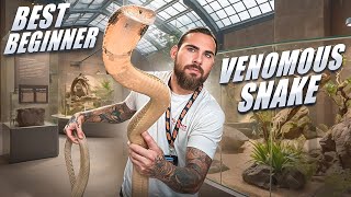 Best Beginner VENOMOUS SNAKE!