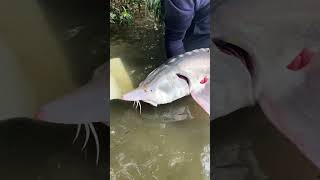 #fypviral #fishing #catch