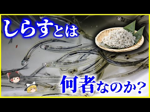 【ゆっくり解説】「しらす」とは何者なのか？を解説/生シラス、ちりめんモンスター