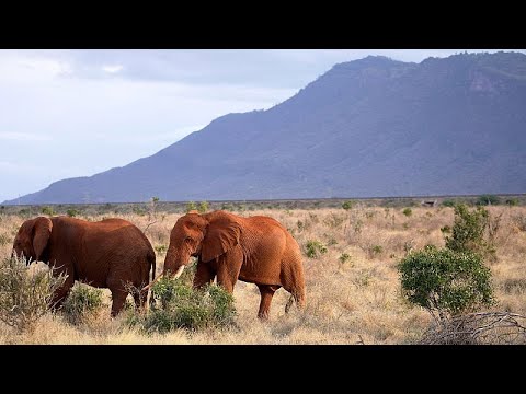 YouTube video thumbnail: Kenyan Farmers Use Nature for Peaceful Human-Elephant Coexistence