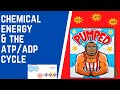 ATP and Energy in Cells