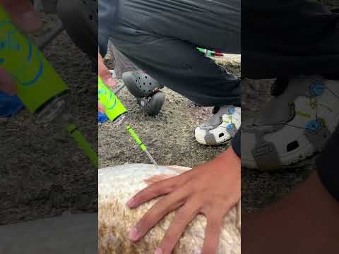 STABBING Fish WITH GIANT NEEDLE Is ACTUALLY GOOD?! (LIFE SAVING)