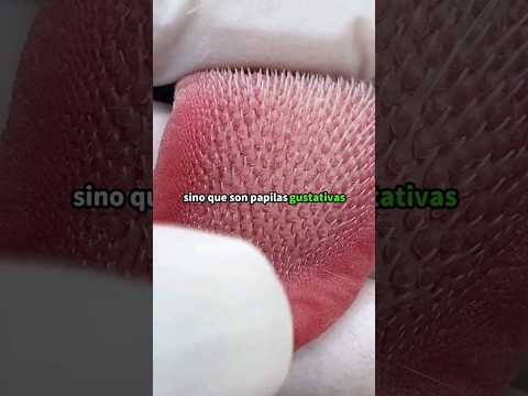 "Las 'Espinas' de la Lengua del Gato: ¿Para Qué Sirven Realmente?" #gatos #animales