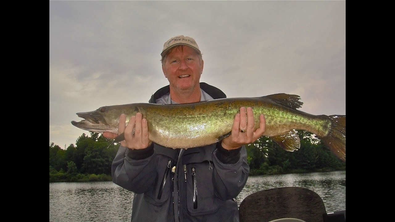 Ottawa River Musky Factory - The New Fly Fisher
