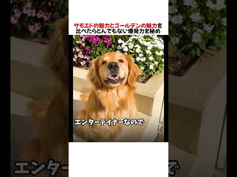 サモエドとゴールデンの魅力を比べたらとんでもない爆発力を秘めていたwwww