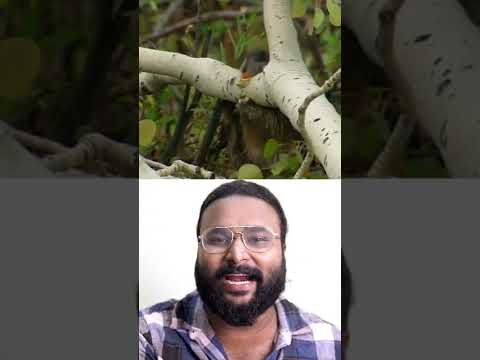 ഡാം പണിയുന്ന മൃഗം_engineer of animals
