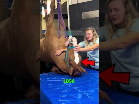 City Dog's Wildest Vet Clinic Memory 🔥