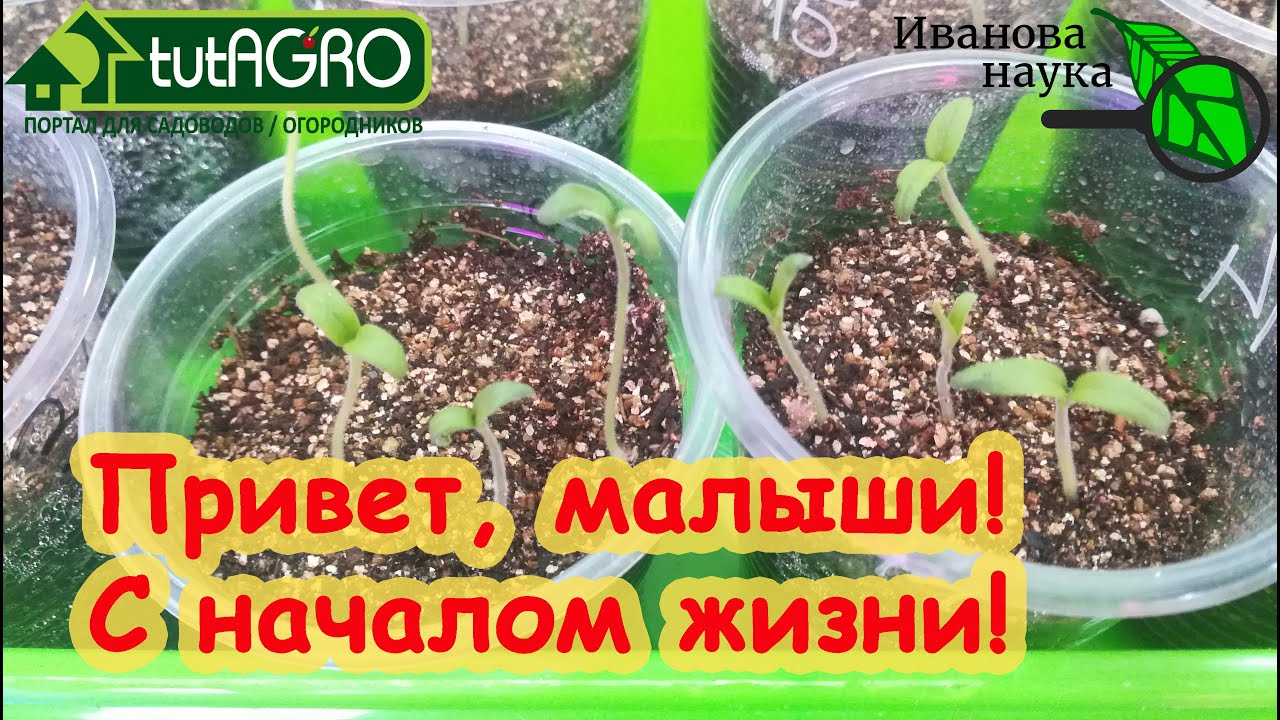 Семена взошли отлично! Перец, томаты, баклажан, петуния. Сразу же сделайте так для элитной рассады!