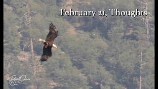 Feb 21, Jackie & Shadow (Post Snow Event thoughts)