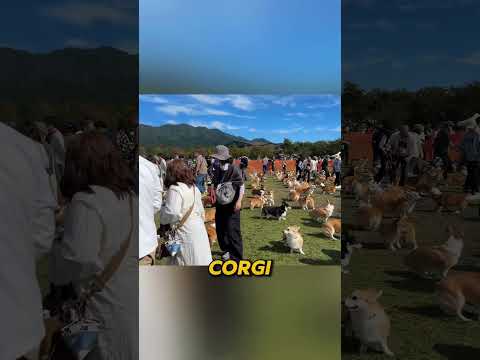 Dog Bond Test ๐ณ #shorts