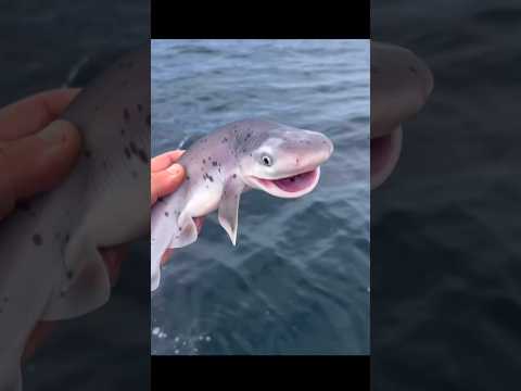 You should never catch a baby shark even by mistake! #shorts #fact #shark