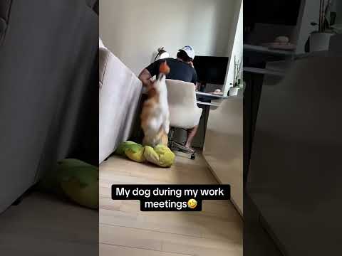 The dog owner has no personal space #funny #pets #funnyvideos #dog #dogs #funnydog #fyp