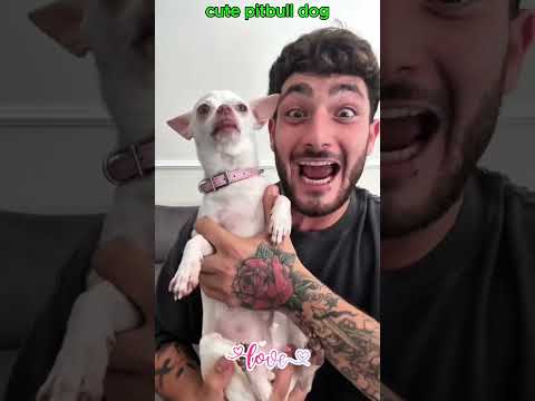 Mino vsChihuahua. #pitbull #chihuahua #bestfriend #cute #cutedog #lovestory #pets #animals #love