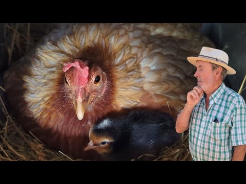 3 GALLINAS SACAN 8 POLLITOS | ¿QUÉ FALLÓ?