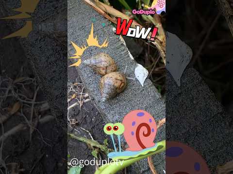Ada Siput & Kaki Seribu Di Tanamanku😱😱 #shorts #hewan #hewanlucu