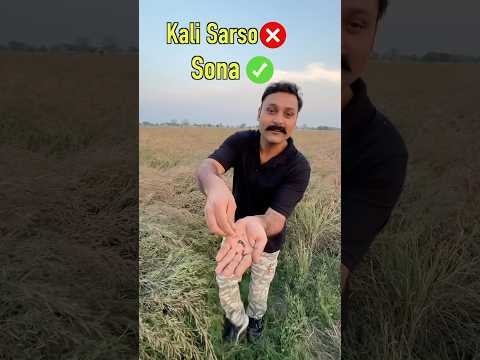 Mustard farming business model