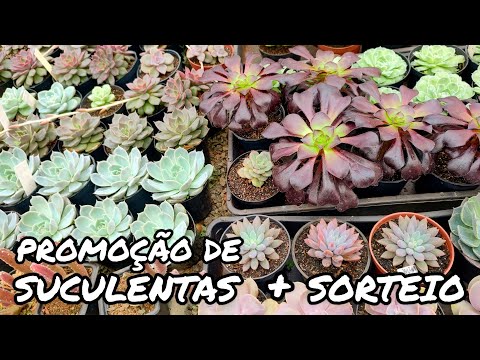 SUCULENTAS À VENDA COM PREÇOS IMPERDÍVEIS + SORTEIO E MUITAS NOVIDADES | JARDIM DOS CACTOS