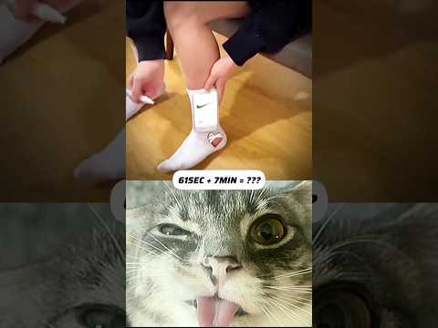 CUTE CAT MEME PT.68 || #memes #react #funnymemes #cat #duet