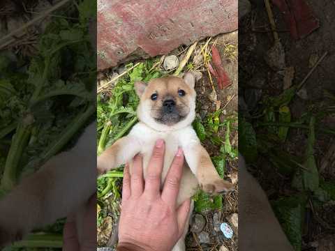 Lovely Puppies 🐶🥰 Amazing Videos #fyp #viral #shorts #short #shortsfeed #puppylover #bulking #foryou