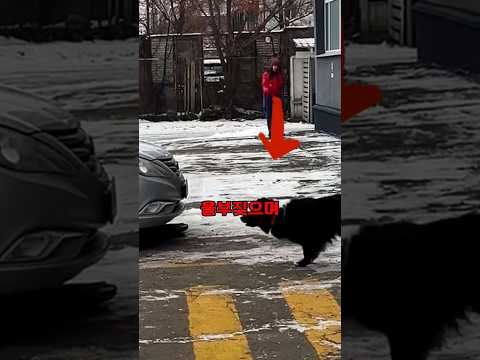 강아지가 울부짖으며 주차방해를 하는 이유