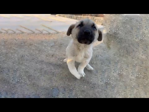 Little Puppy Ready To Run After Anyone With The Small Hope Of Being Helped