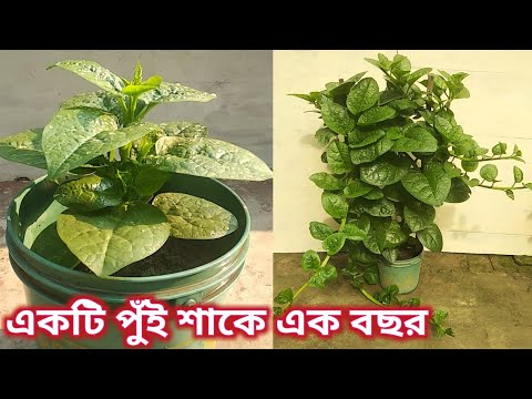 পুঁই শাক চাষ। একটা পুঁই শাক চাষ করে সারা বছর ডাটা খান।how to grow Malabar spinach!
