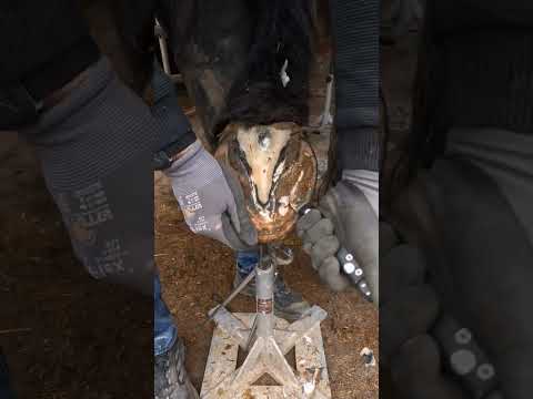 satisfying horse hoof trimming #animals #animal #horse #hoof #trimming #asmr #satisfying #hoofcare