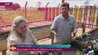 Horta em casa: veja como cultivar temperos, chás e verduras