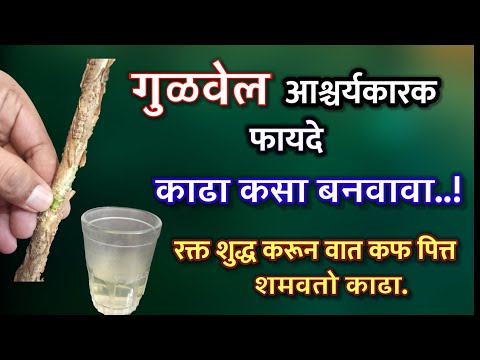 गुळवेलाचे चमत्कारिक फायदे | काढा कसा बनवावा, शुगर पित्त सांधेदुखी प्रतिकारशक्ती, giloy gulvel fayde