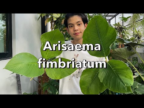 TKGARDEN คนชอบของหายากต้องเก็บครับ-เเนะนำไม้สวยหน้าตาประหลาดนอกกระเเส คนชอบของหายากต้องเก็บครับ เเนะนำไม้สวยหน้าตาประหลาดนอกกระเเสครับ (รีวิว Arisaema fimbriatum)